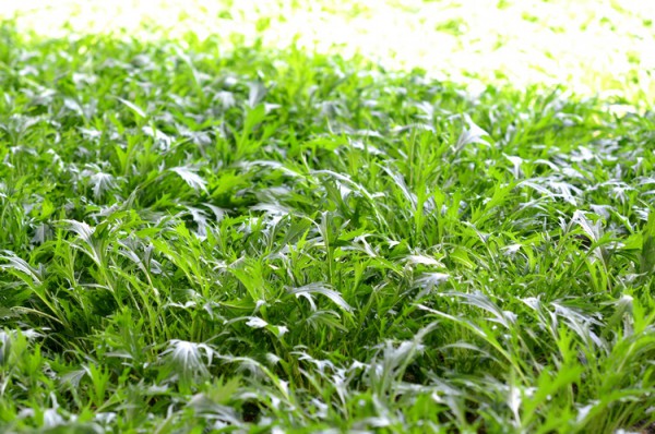 ふくおかエコ農産物の水菜