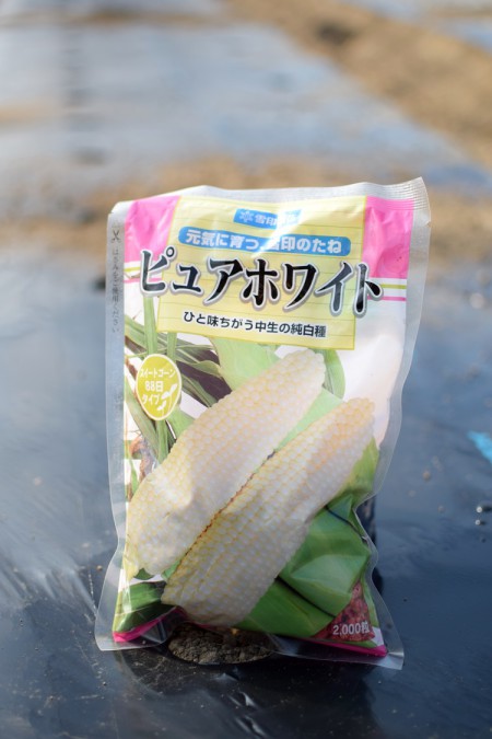 ピュアホワイトの種まき開始