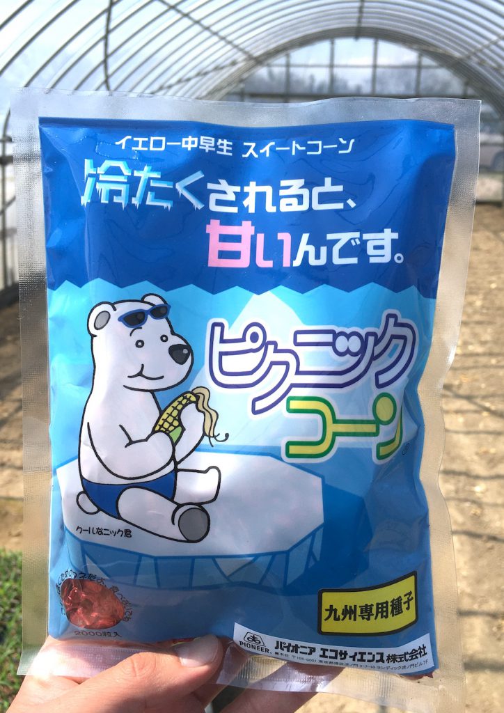 ピクニックコーンの種まき開始
